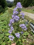 Gadellia lactiflora