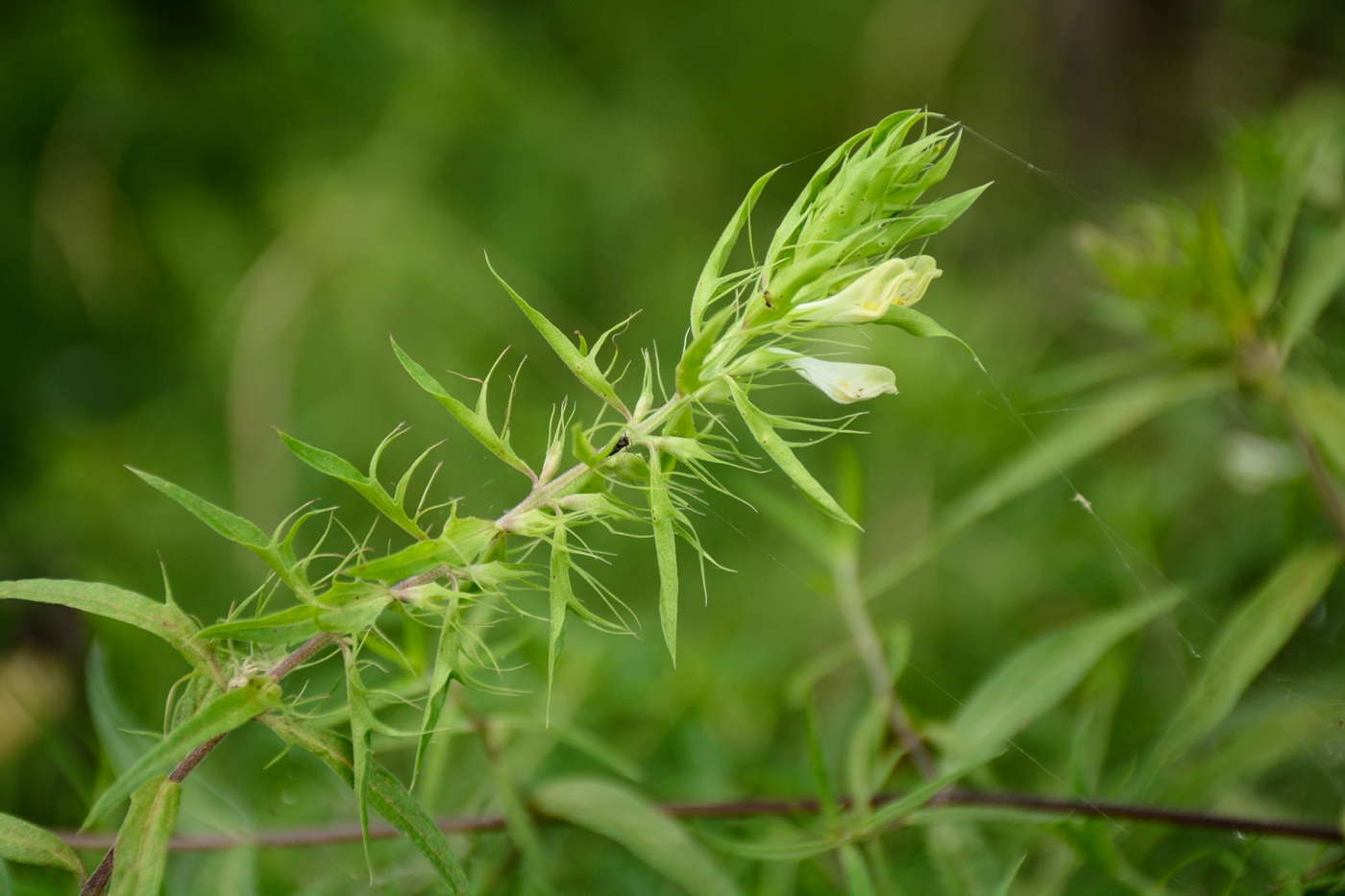 Изображение особи Melampyrum argyrocomum.