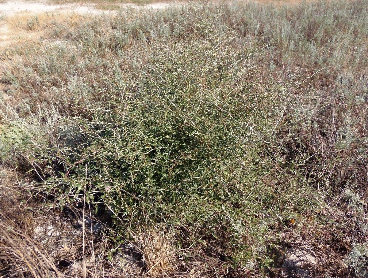 Image of Atriplex aucheri specimen.