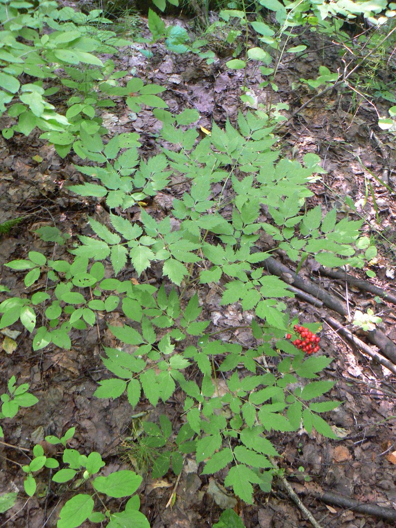 Image of Actaea erythrocarpa specimen.