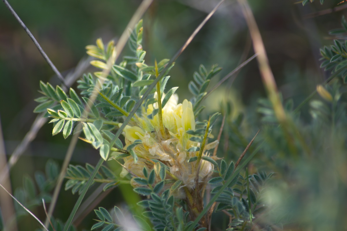 Изображение особи Astragalus aureus.