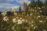 Matricaria recutita. Верхушки цветущих растений. Свердловская обл., окр. г. Североуральск, разнотравная поляна в смешанном лесу. 26.09.2007.