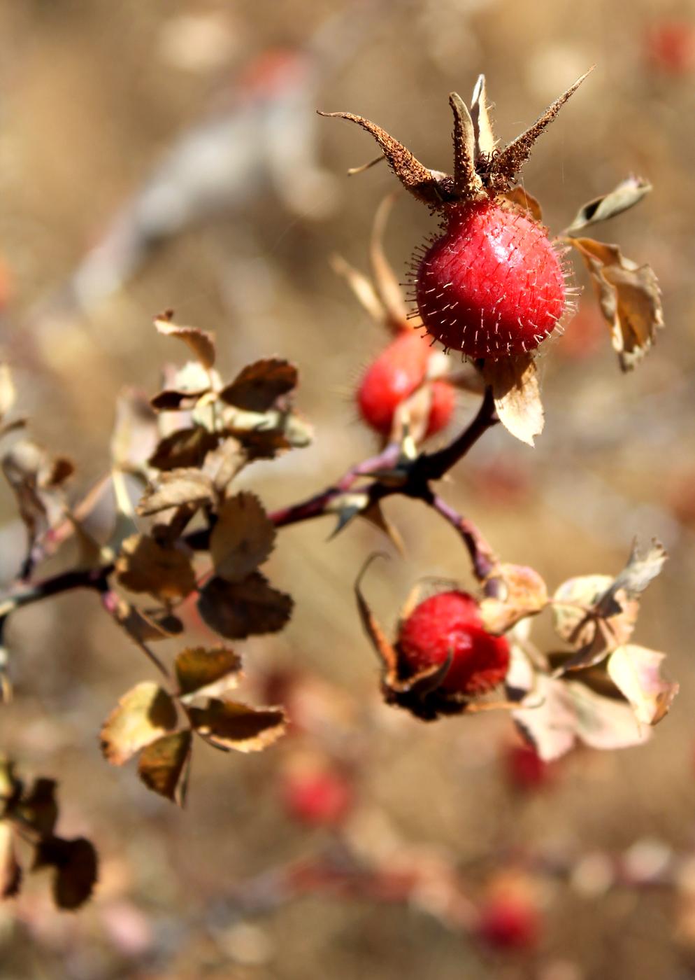 Image of Rosa fedtschenkoana specimen.