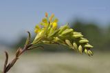 Orthanthella lutea