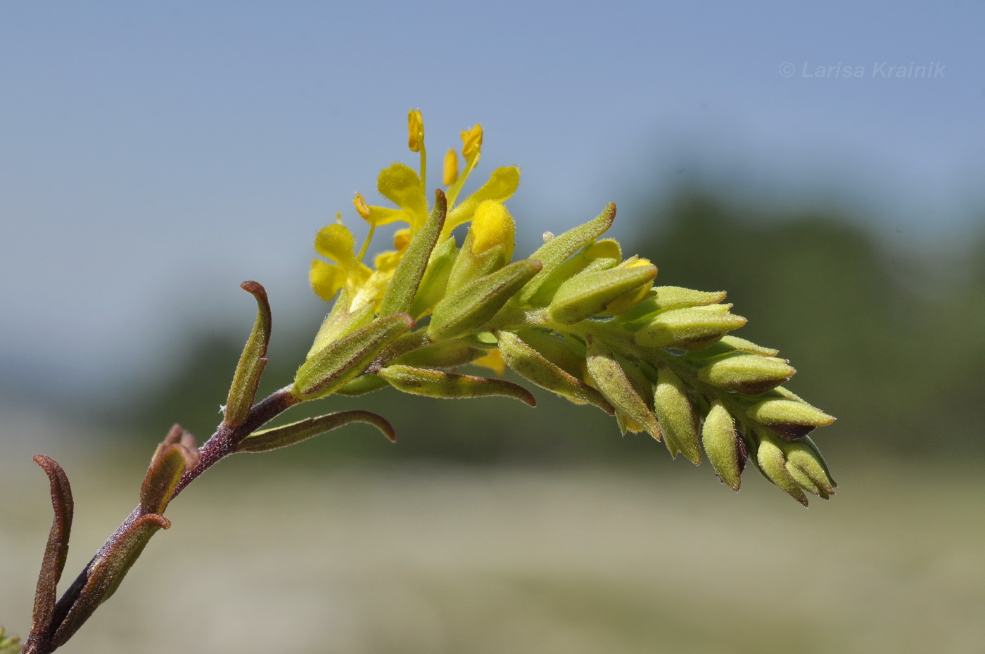 Изображение особи Orthanthella lutea.