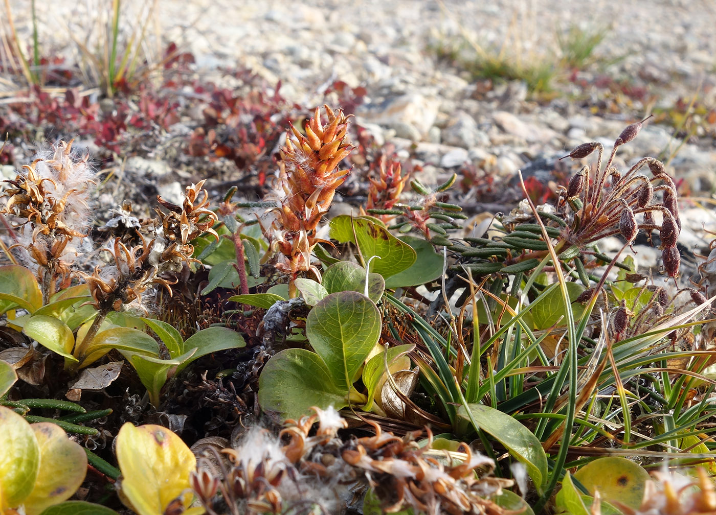 Image of Salix phlebophylla specimen.