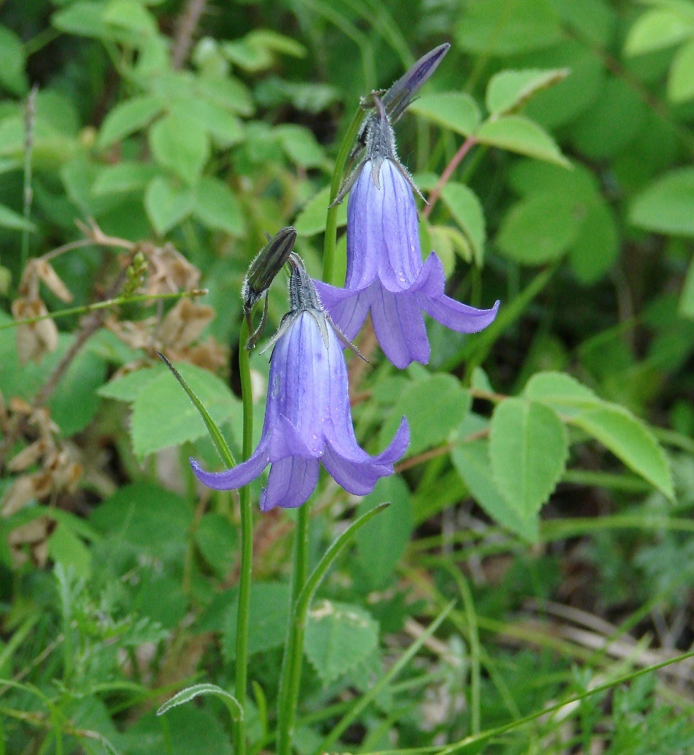 Image of Campanula turczaninovii specimen.