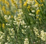 Galium × pomeranicum. Верхушки цветущих растений. Саратовская обл., Балашовский р-н, окр. с. Старый Хопёр, долина р. Тростянка, берег пруда Почтовый, разнотравный луг. 17.06.2019.