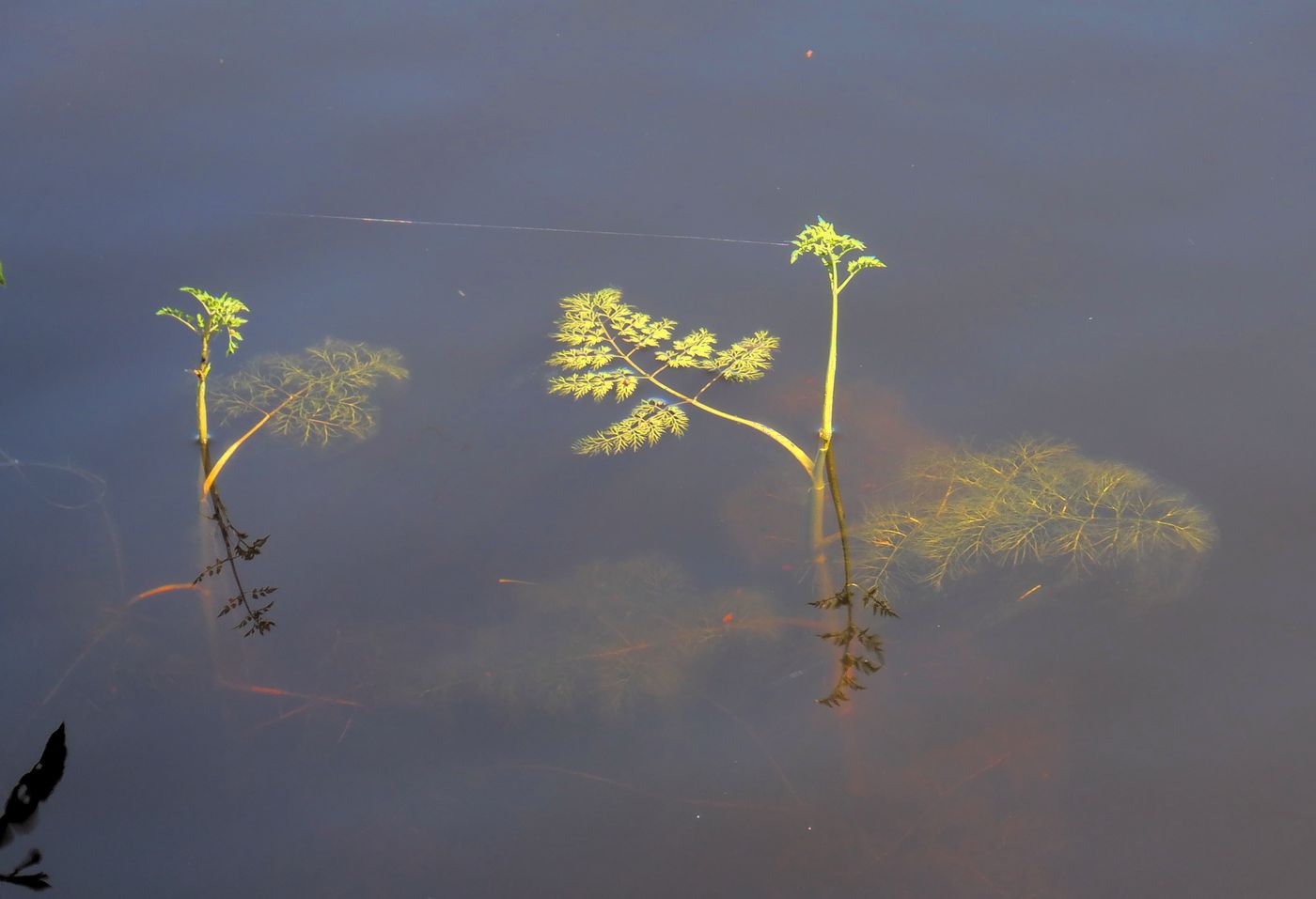 Image of Oenanthe aquatica specimen.