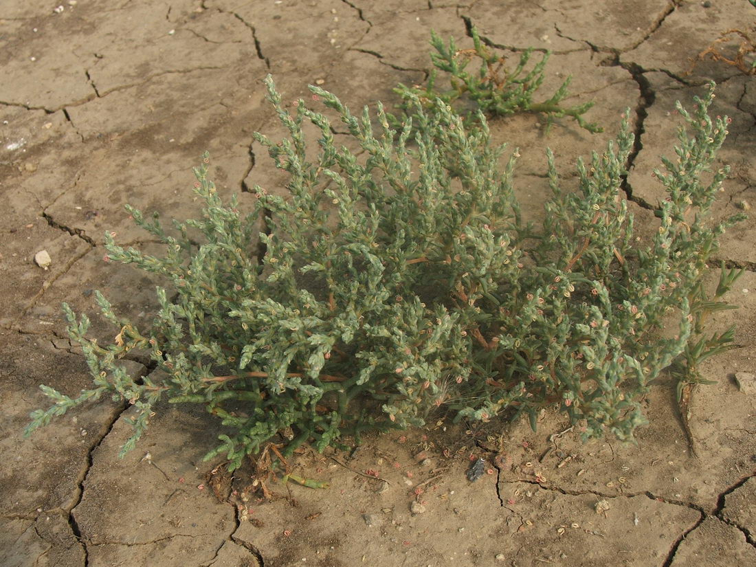 Image of Petrosimonia oppositifolia specimen.