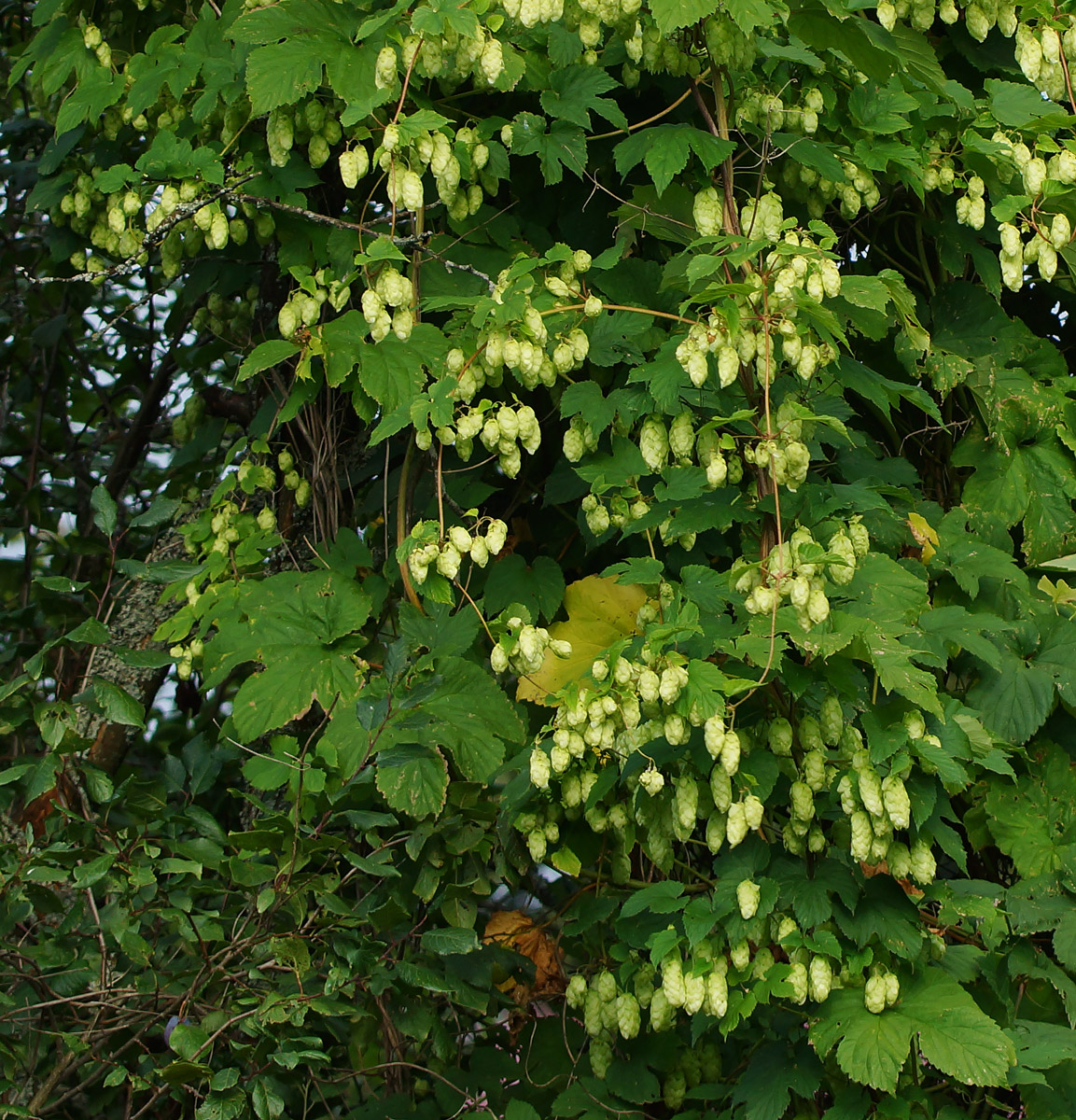 Изображение особи Humulus lupulus.