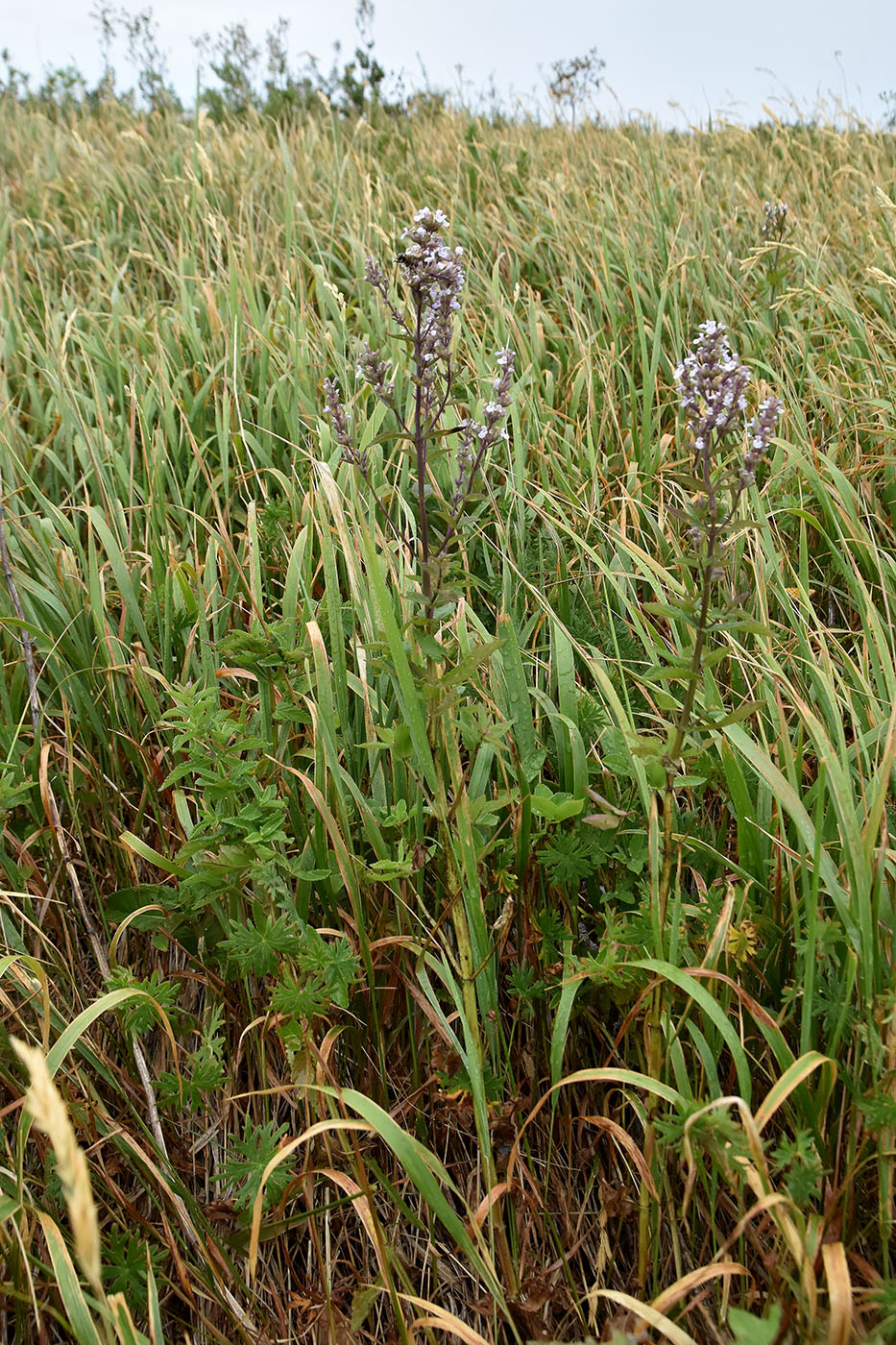 Image of Nepeta nuda specimen.