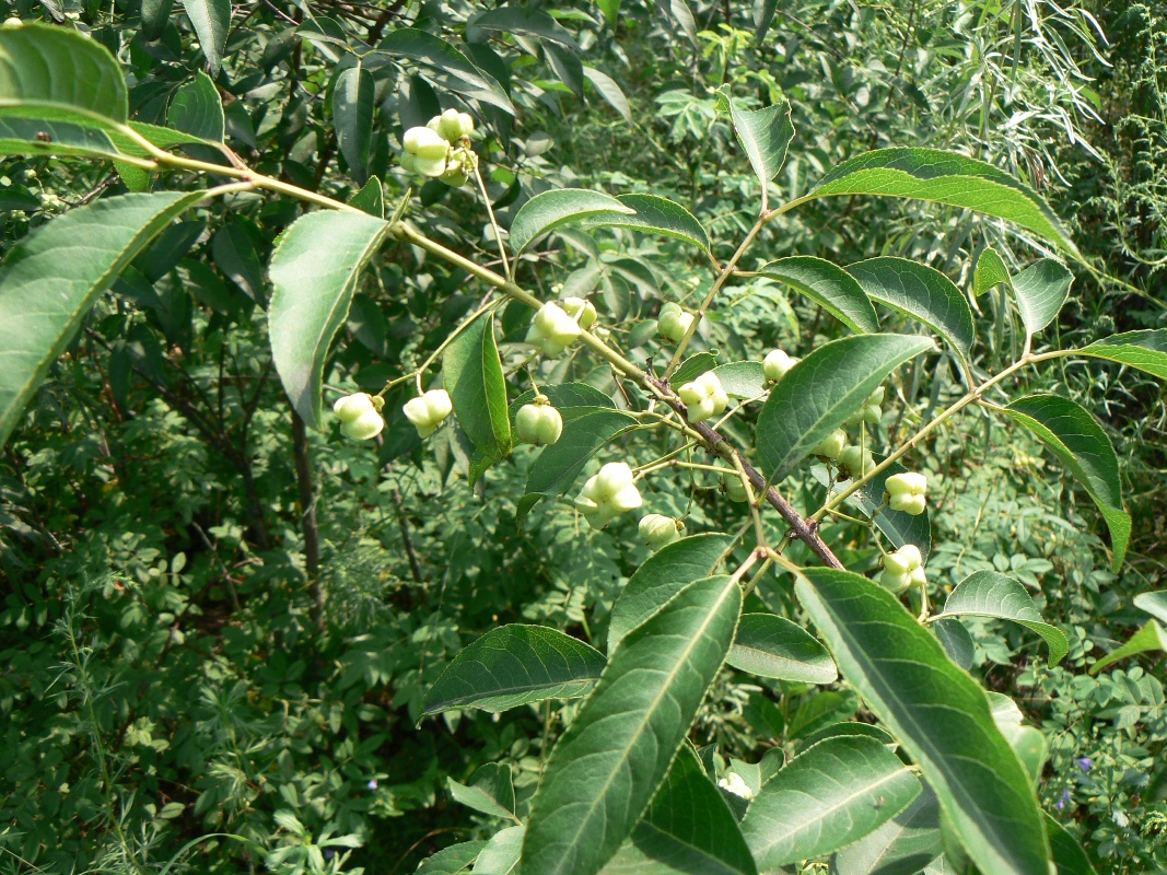 Изображение особи Euonymus maackii.