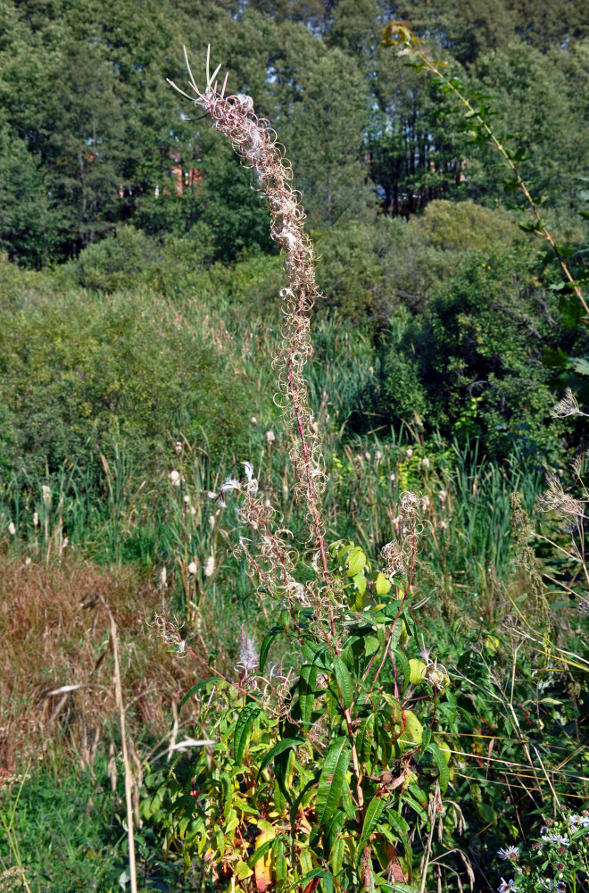 Image of Chamaenerion angustifolium specimen.