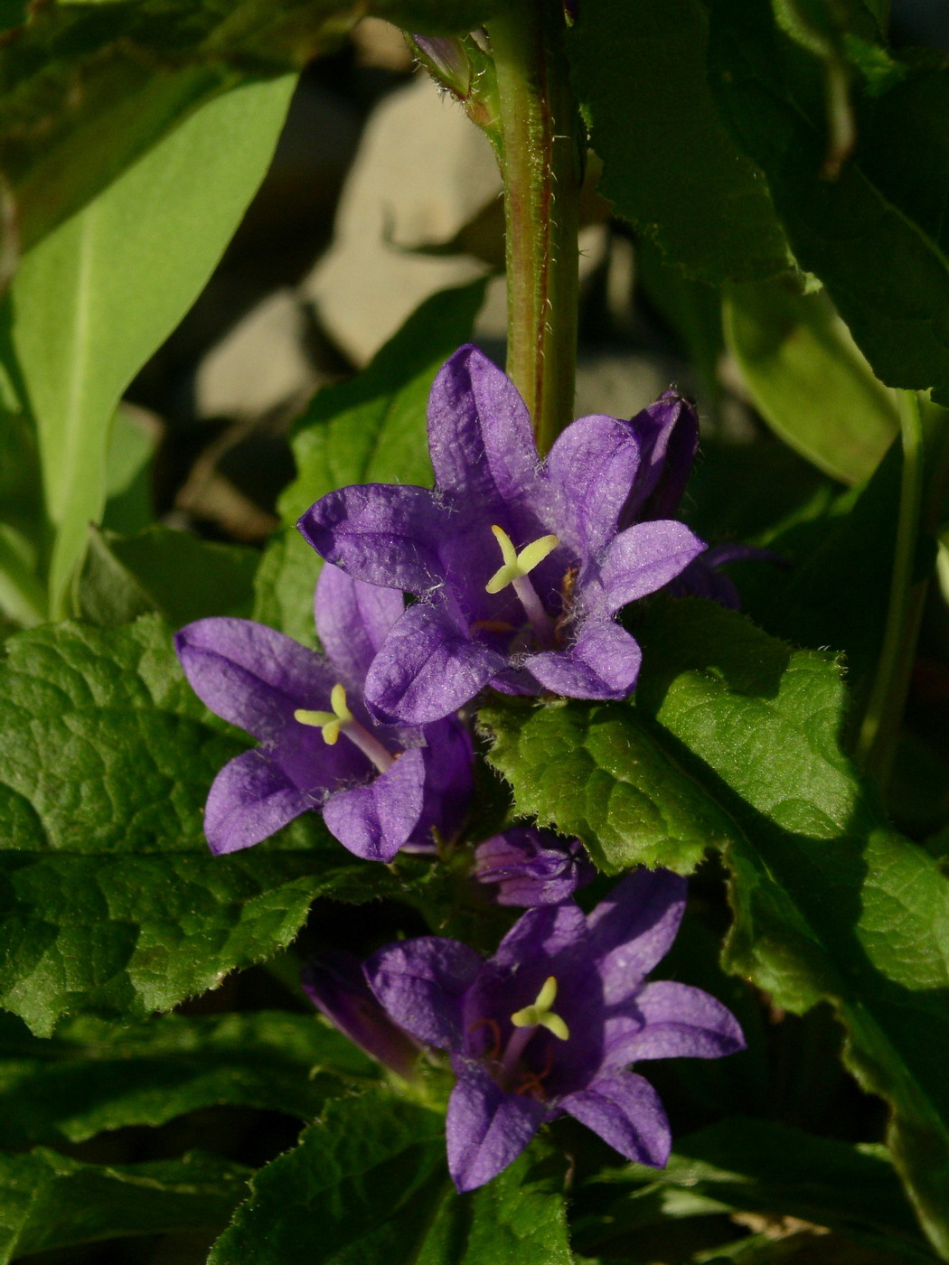 Image of Campanula glomerata specimen.
