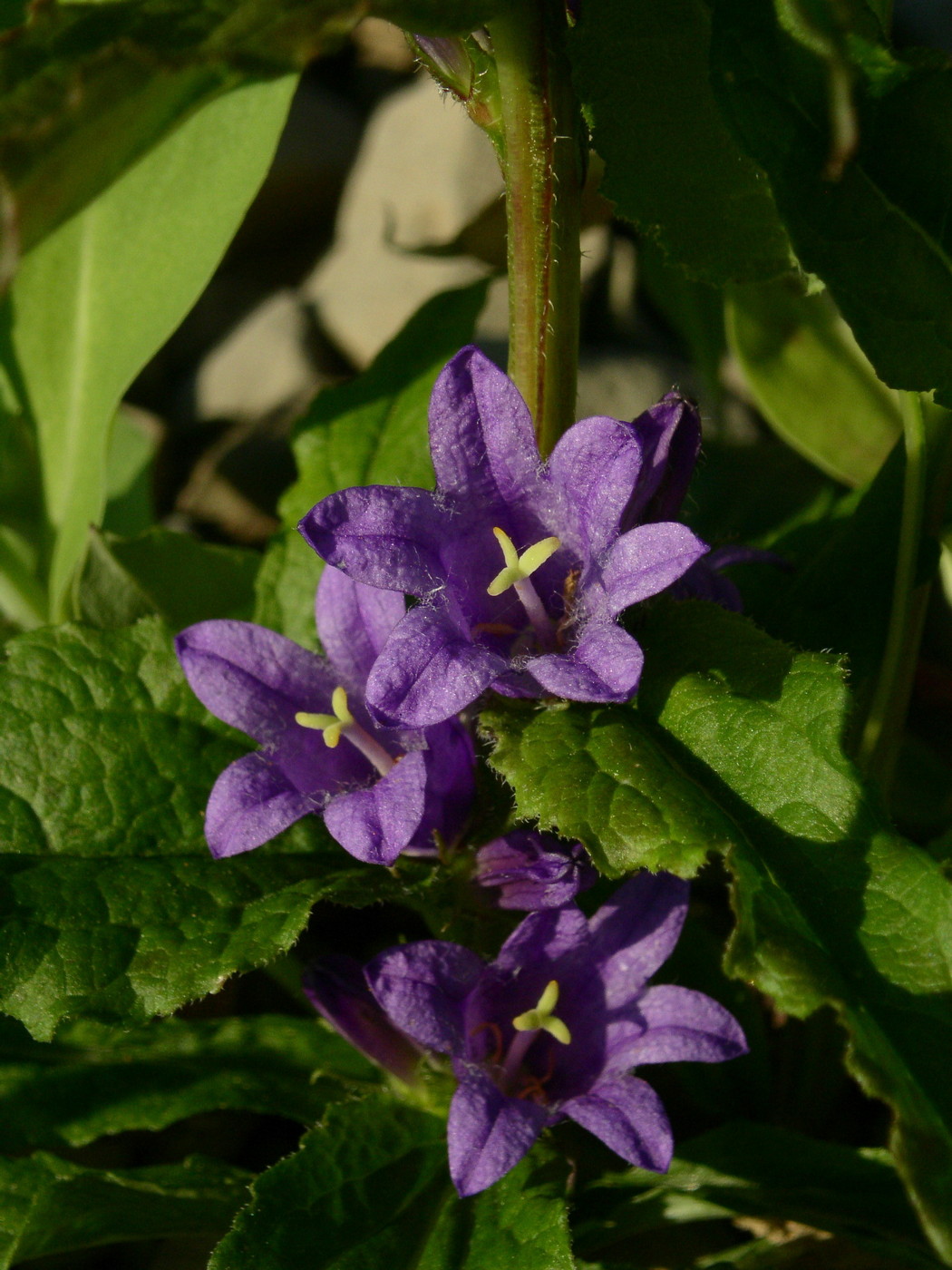 Изображение особи Campanula glomerata.