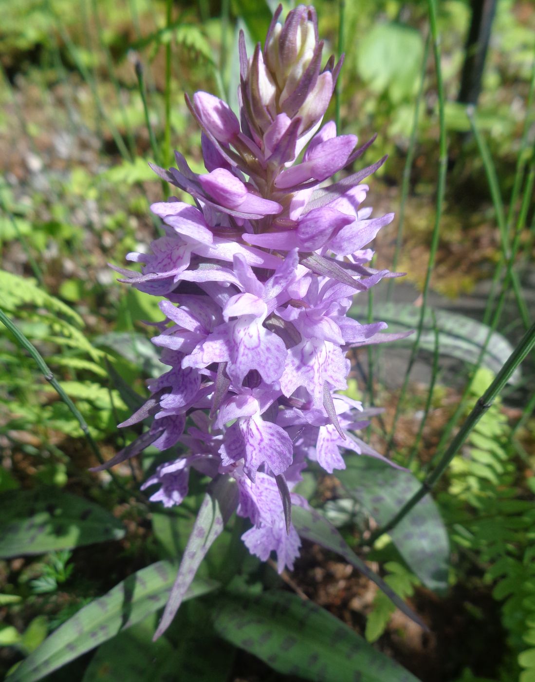 Изображение особи род Dactylorhiza.