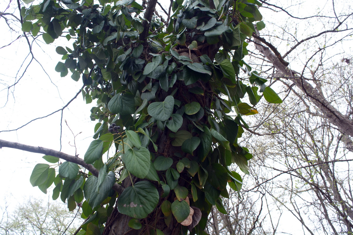 Изображение особи Hedera pastuchovii.