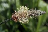 Plantago lanceolata. Соцветие с распустившимися женскими (в верхней части; видны рыльца пестиков) и мужскими (в средней части; видны тычинки) цветками. Белоруссия, Витебская обл., пос. Езерище, залежь. 25.06.2010.