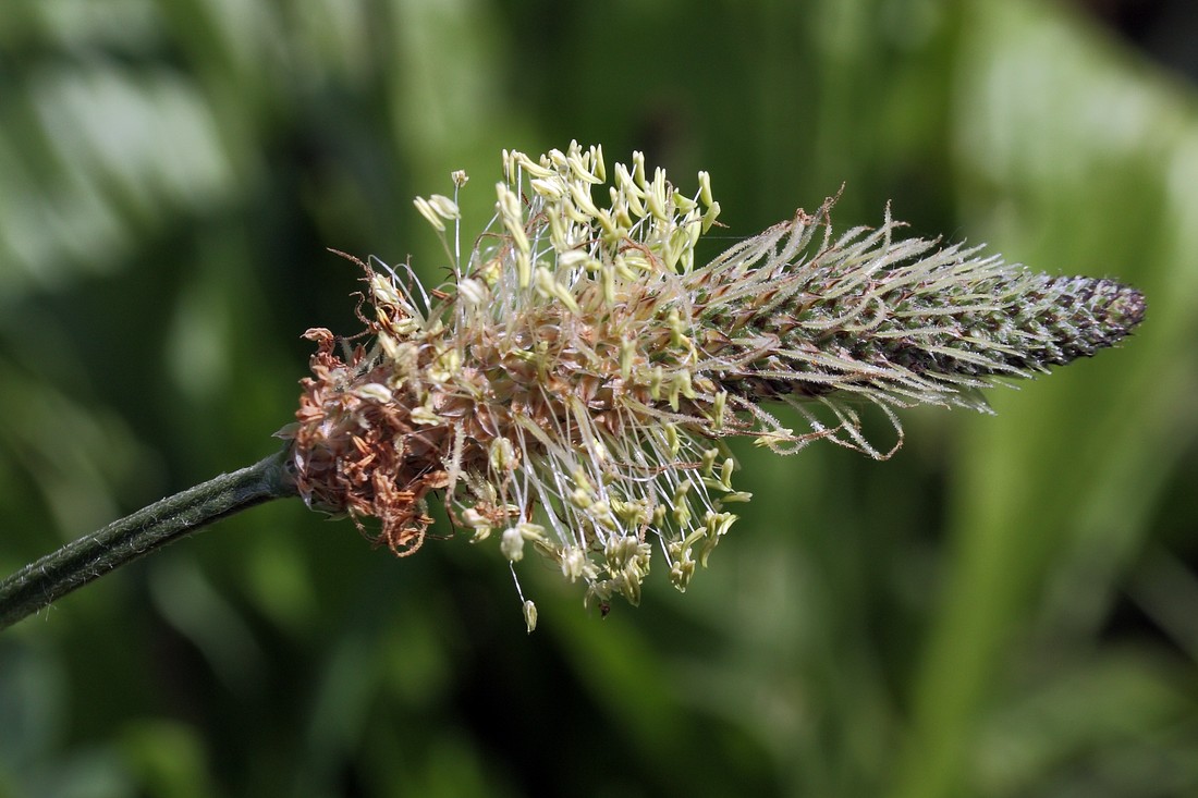 Изображение особи Plantago lanceolata.