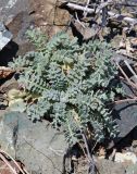 Glaucium flavum. Вегетирующее растение. Крым, Карадагский заповедник, скалистый берег моря. 21 апреля 2021 г.