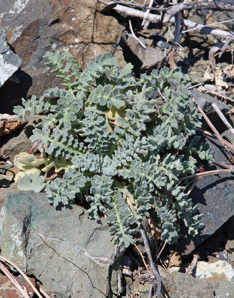 Изображение особи Glaucium flavum.