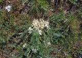 Astragalus rupifragus. Цветущее растение. Крым, Караларский природный парк, окр. бухты Шелковица, степь. 08.05.2021.