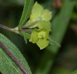 Calceolaria engleriana. Созревающий плод. Перу, регион Куско, провинция Урубамба, обочина дороги к археологическому комплексу. 16.10.2019.