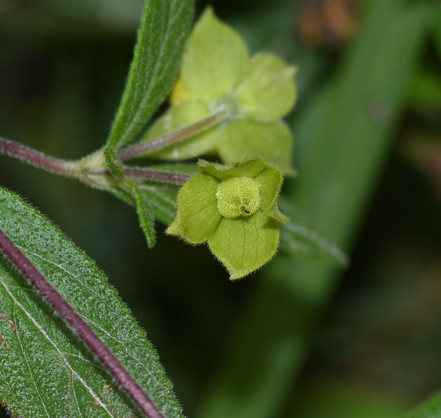 Image of Calceolaria engleriana specimen.