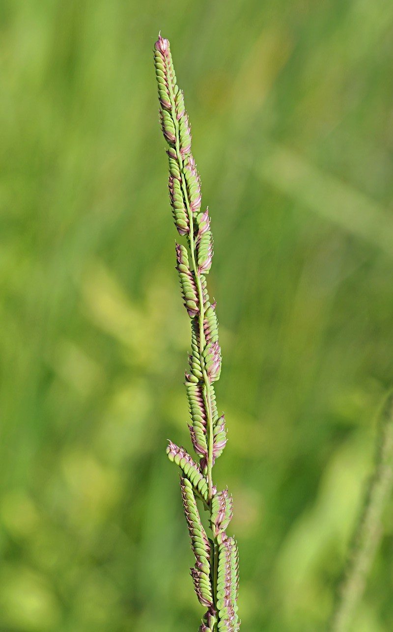 Изображение особи Beckmannia eruciformis.