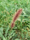 Setaria pumila