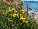 Oxalis pes-caprae форма pleniflora. Цветущие растения в сообществе с Avena. Греция, Эгейское море, о. Сирос, юго-восточное побережье, возле пешеходной тропы на высоком берегу. 20.04.2021.