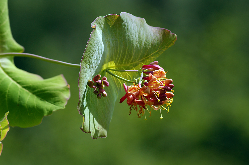 Изображение особи Lonicera caprifolium.