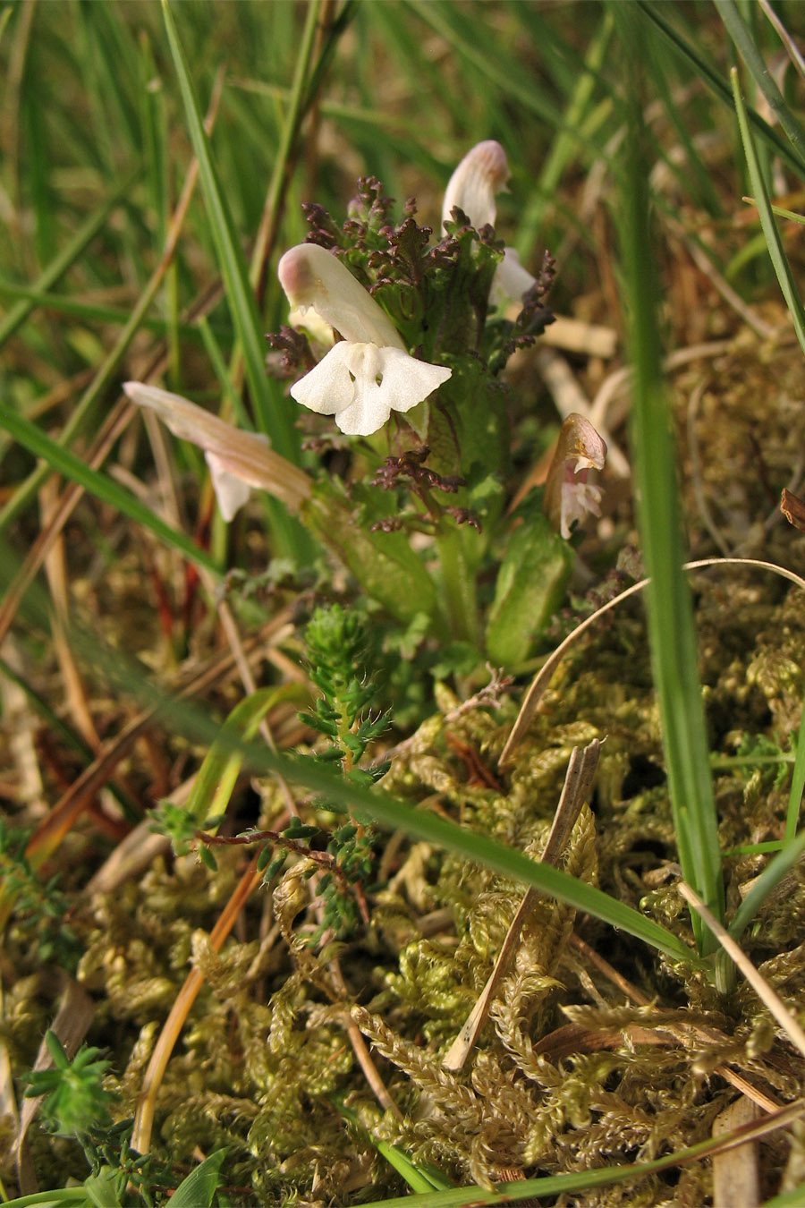 Image of Pedicularis sylvatica specimen.