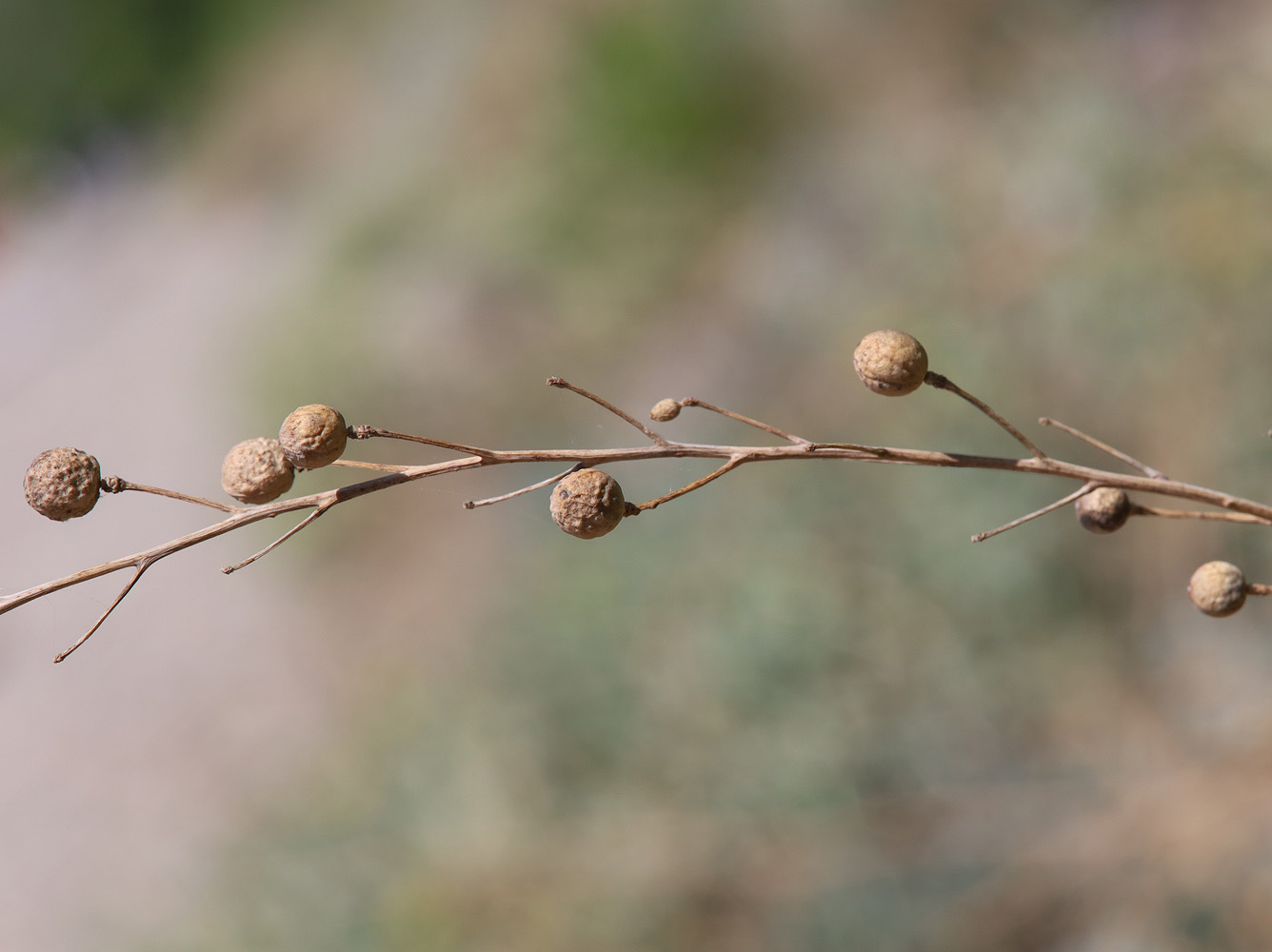 Image of Crambe &times; tchalenkoae specimen.