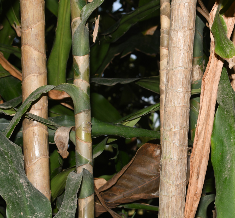 Image of Dracaena reflexa specimen.