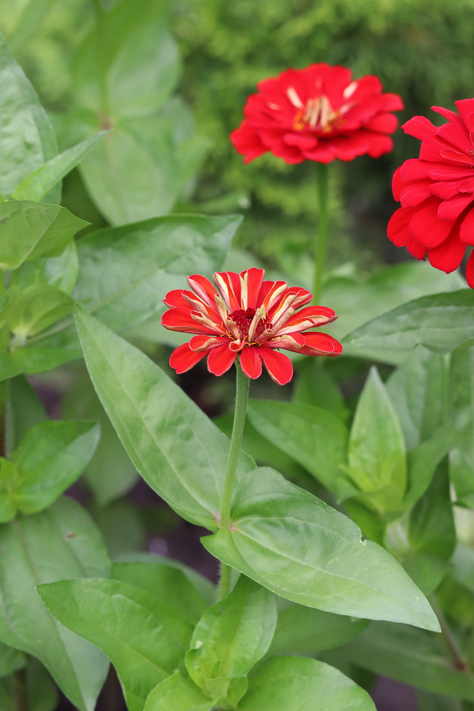 Image of Zinnia elegans specimen.