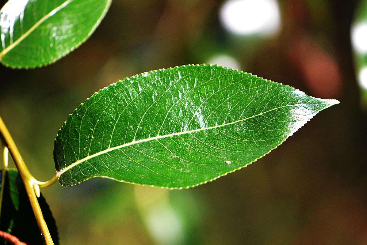 Изображение особи Salix pentandra.