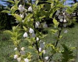 Halesia carolina