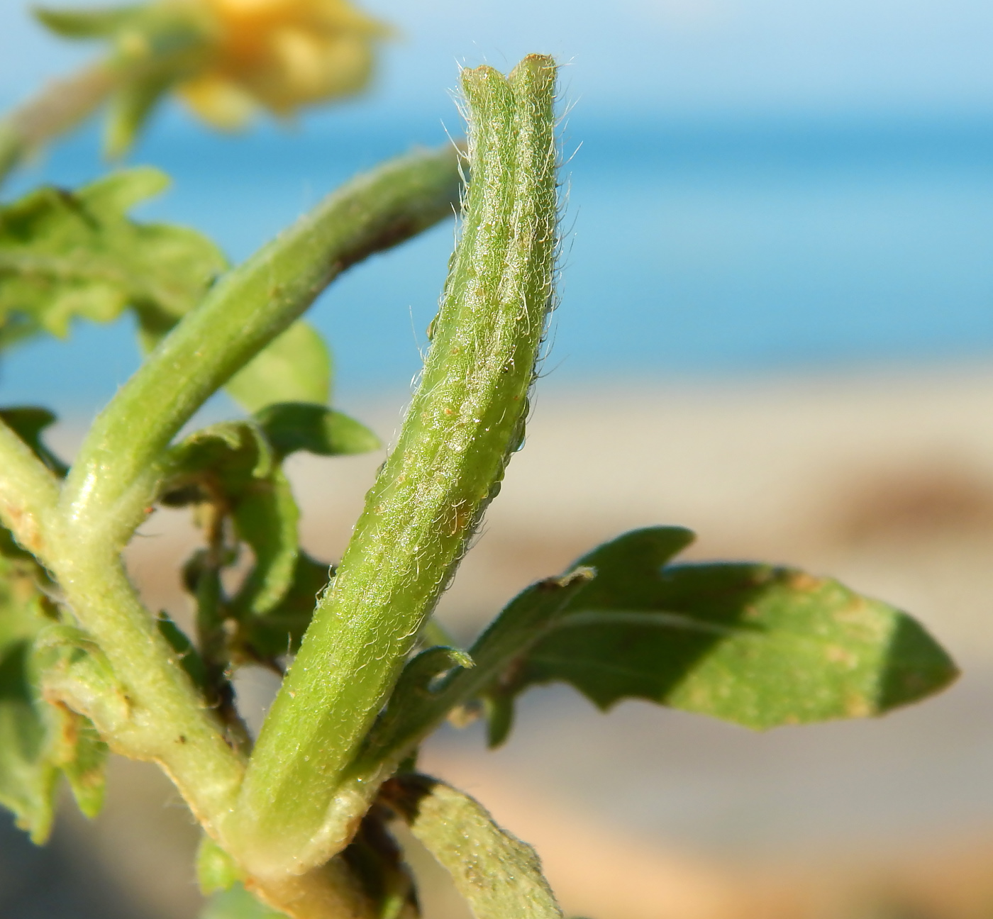 Image of genus Oenothera specimen.