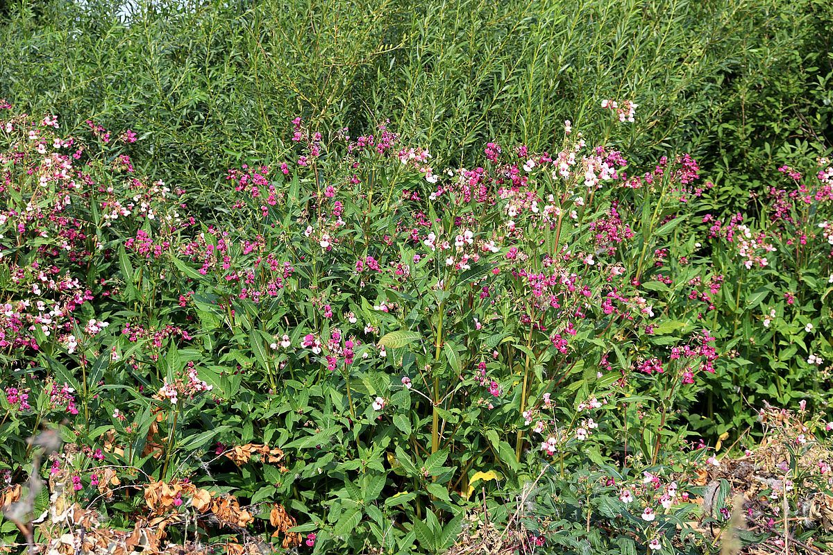 Image of Impatiens glandulifera specimen.