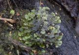 genus Pellia