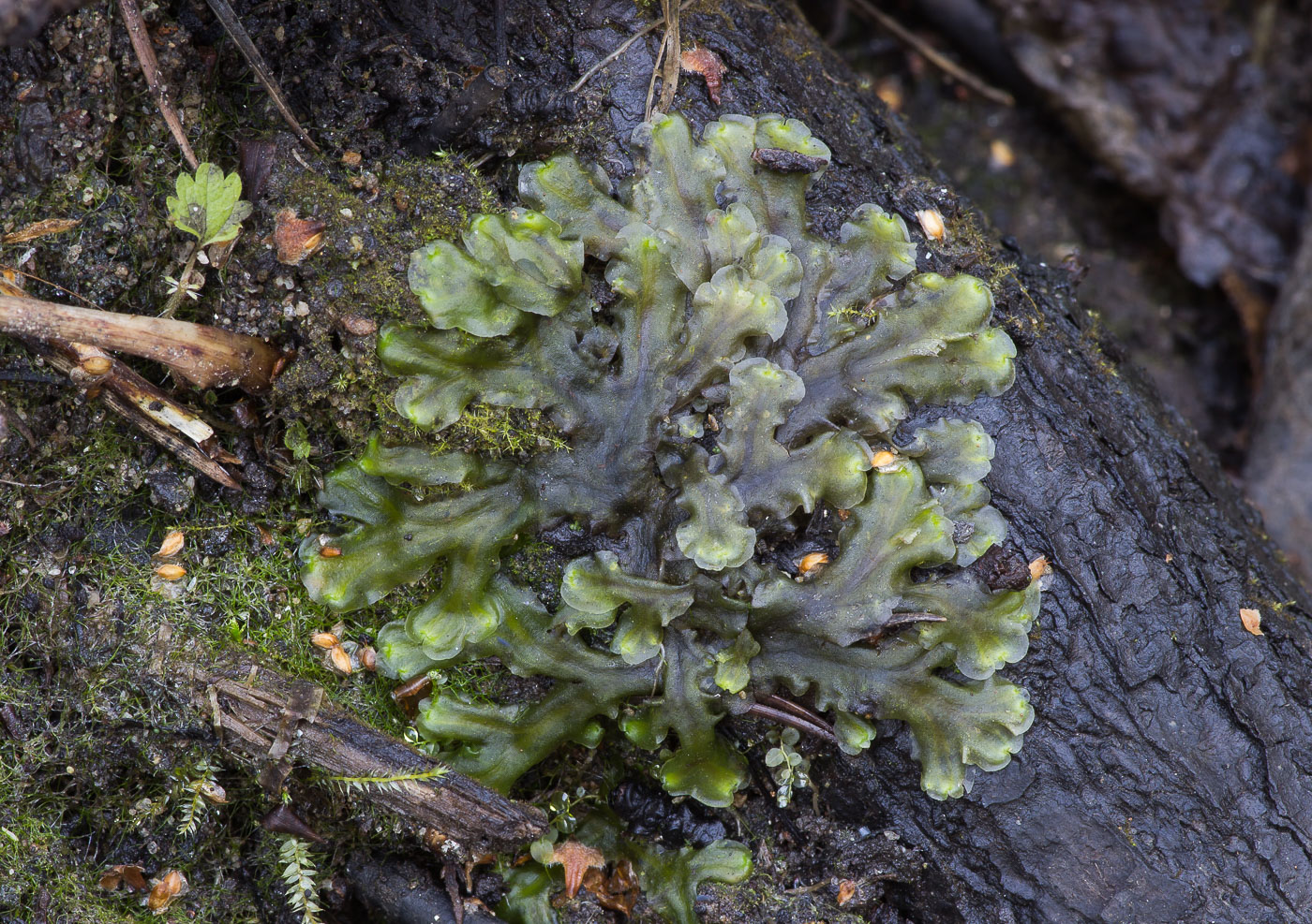 Image of genus Pellia specimen.