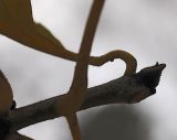 Fraxinus pennsylvanica. Верхушка побега. Новосибирск, малый лесопарк с посадками. 22.10.2010.