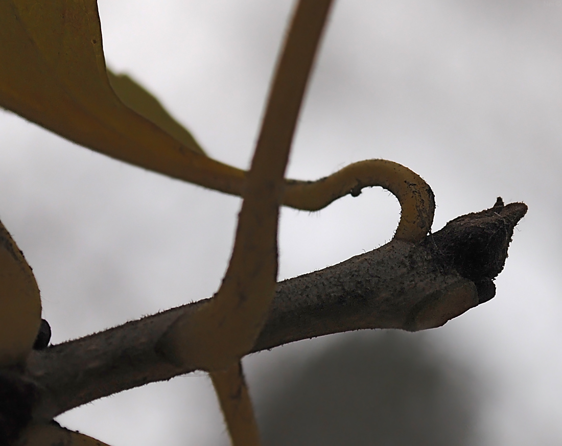 Image of Fraxinus pennsylvanica specimen.