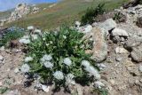 Centaurea cheiranthifolia