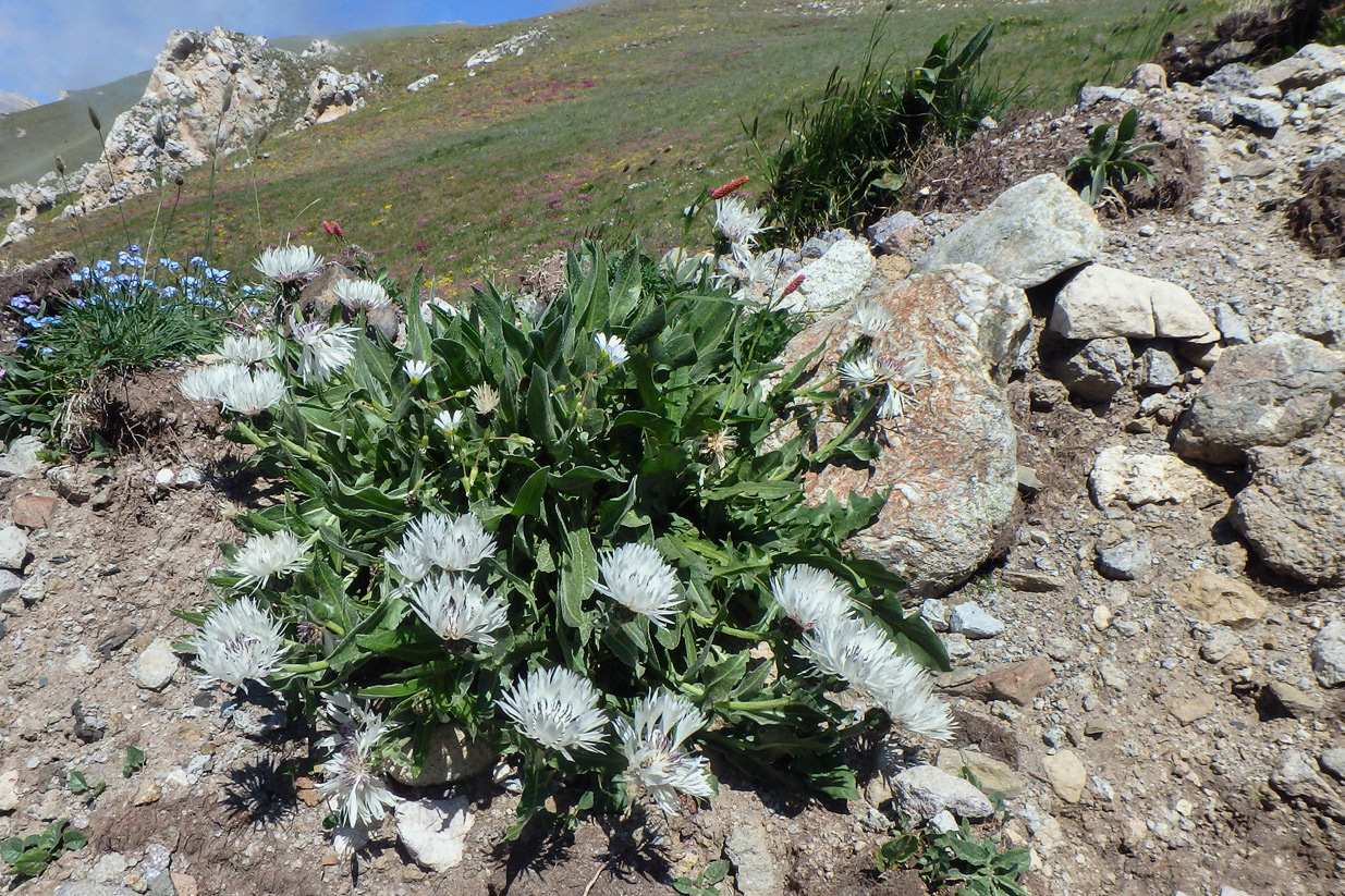 Изображение особи Centaurea cheiranthifolia.