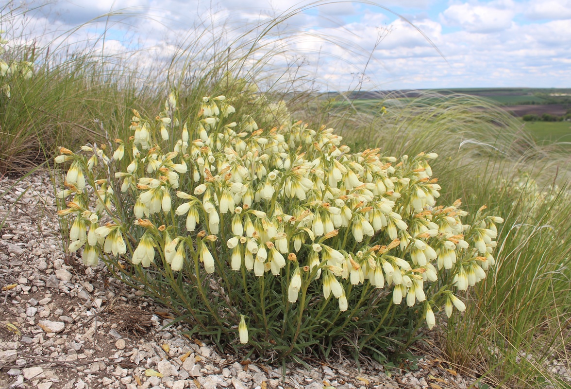 Image of Onosma tanaitica specimen.