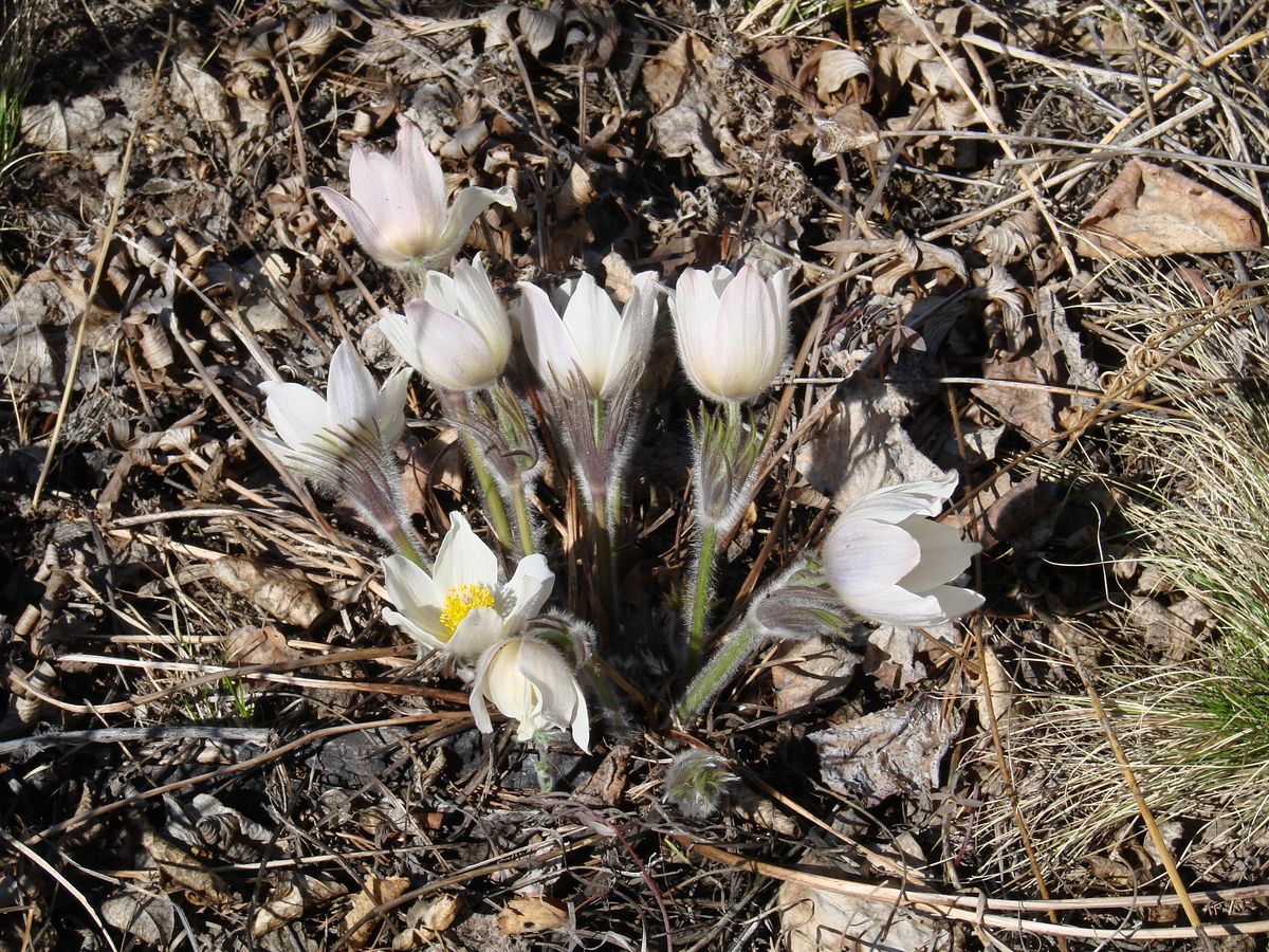 Image of Pulsatilla orientali-sibirica specimen.