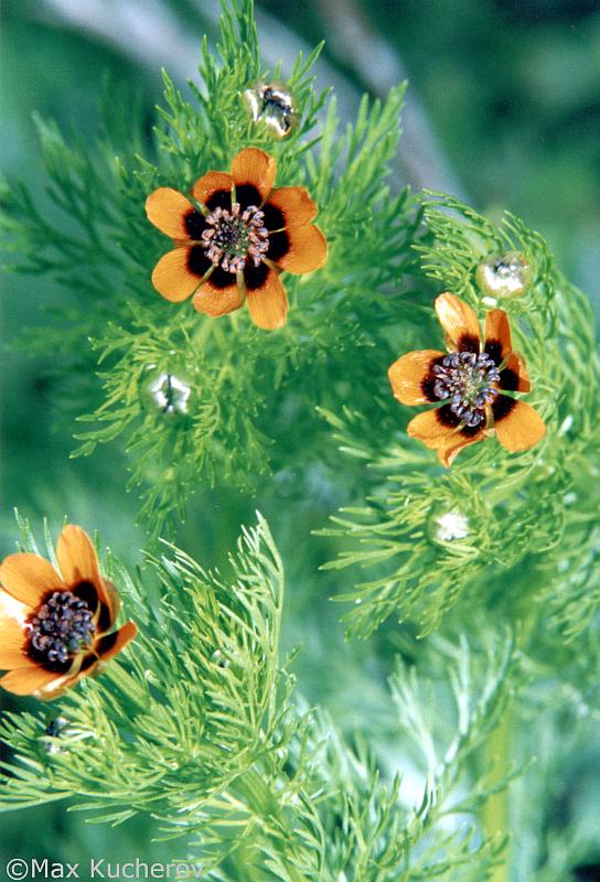 Image of Adonis parviflora specimen.